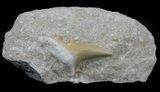 Otodus Shark Tooth Fossil In Rock - Eocene #60192-1